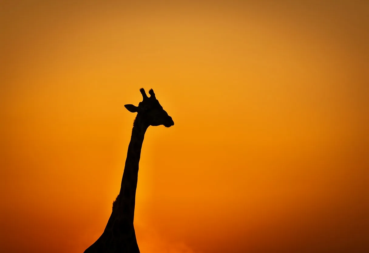 Giraffe Silhouette against Sunset Sky