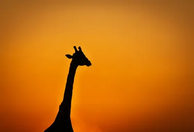 Giraffe Silhouette against Sunset Sky