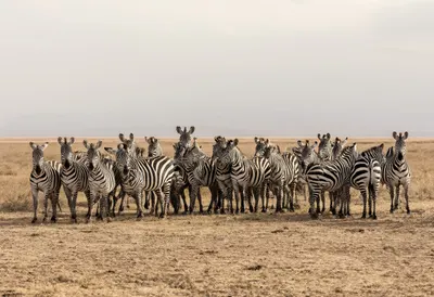 Zebra Herd on the Plains