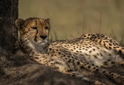 Cheetah Resting in the Shade