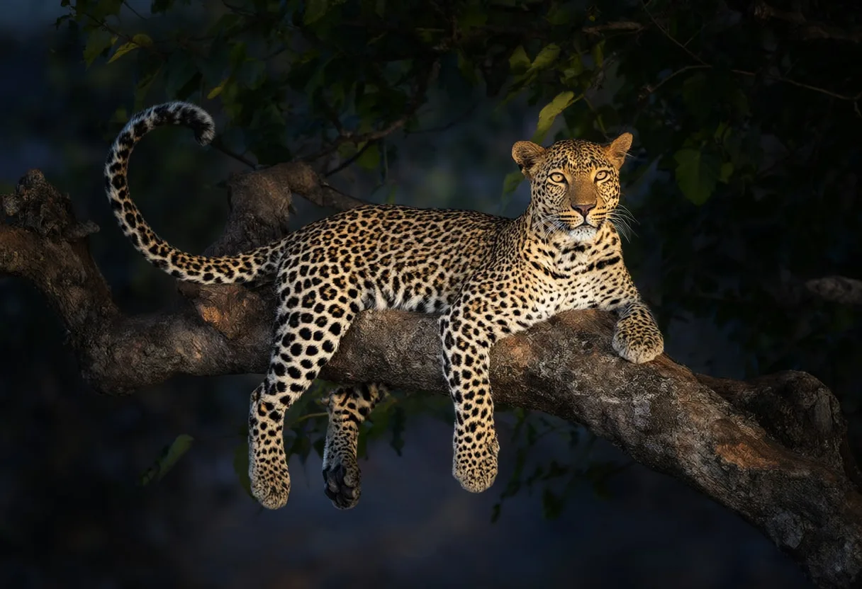 Leopard in a Tree at Dusk