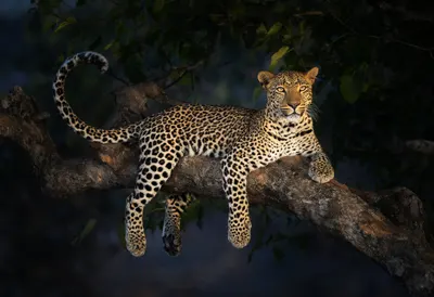 Leopard in a Tree at Dusk