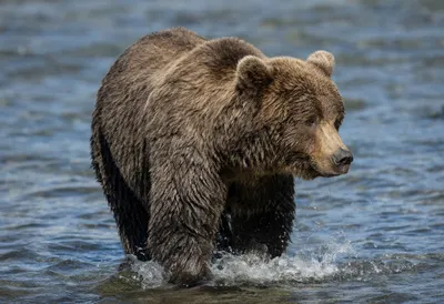 Brown Bear Fishing in a River