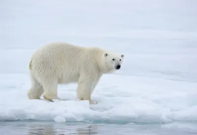 Polar Bear on Drifting Ice