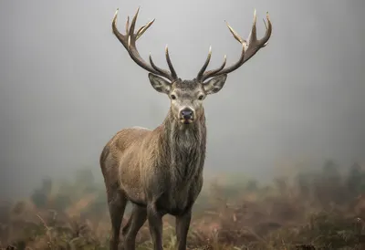 Stag with Large Antlers in Fog
