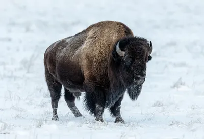 Bison on a Snowy Prairie