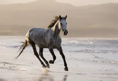 Horse Running on the Beach