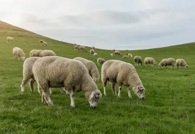 Sheep Grazing on Green Hills