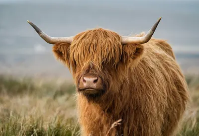 Highland Cow with Shaggy Coat