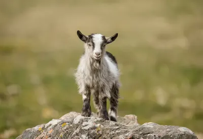Goat Kid Standing on a Rock