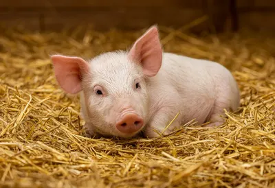 Piglet in a Straw Bed