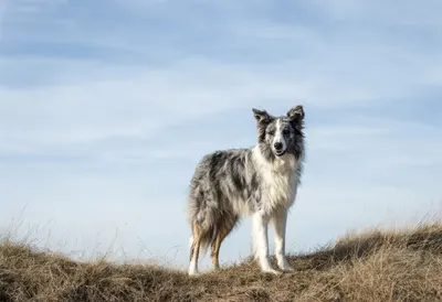 Border Collie on a Hillside