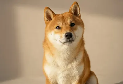 Shiba Inu Sitting in Sunlight