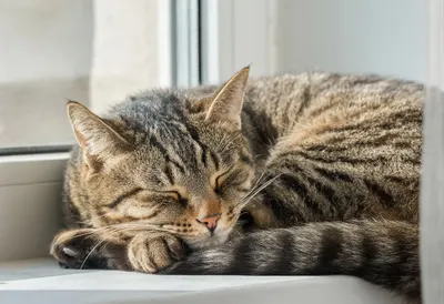 Tabby Cat Curled on a Windowsill