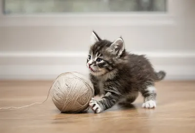 Kitten Playing with Yarn