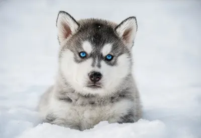 Husky Puppy in the Snow