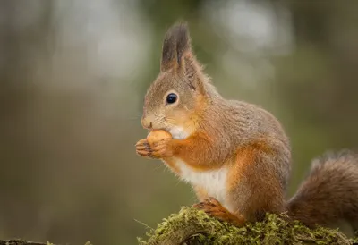 Squirrel Holding a Nut