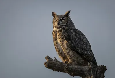 Owl Perched at Dusk