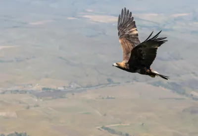 Eagle in Flight over a Valley