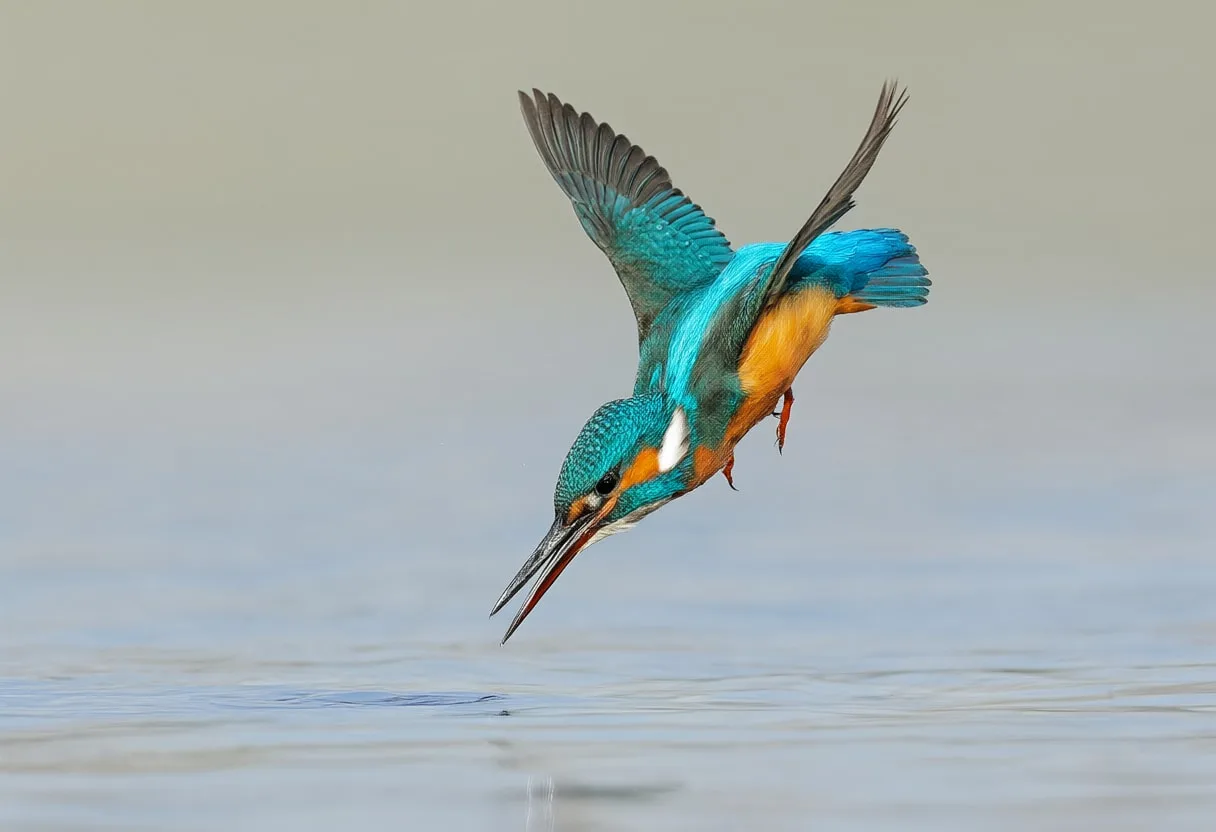 Kingfisher Diving into Water