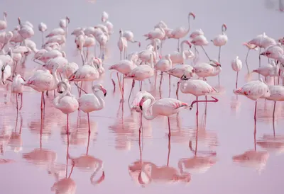 Flamingo Flock in a Shallow Lagoon