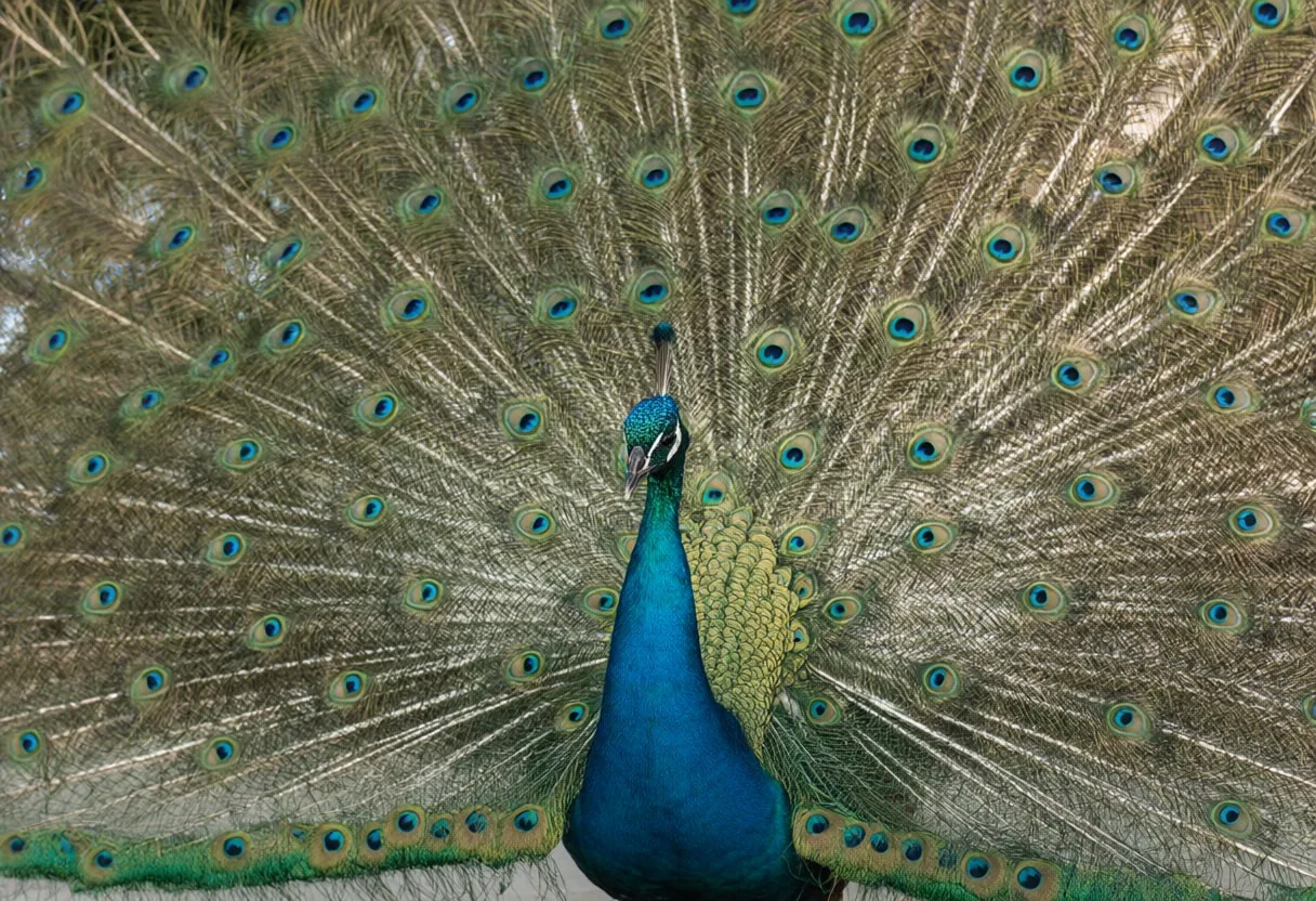 Peacock Displaying its Feathers