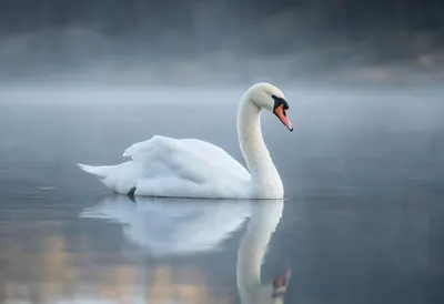 Swan on a Misty Lake
