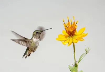 Hummingbird at a Flower