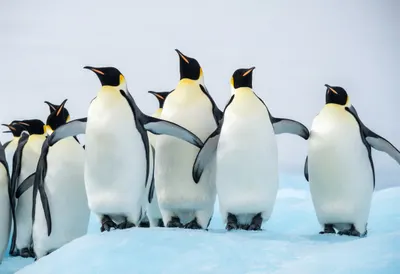 Penguin Colony on Ice