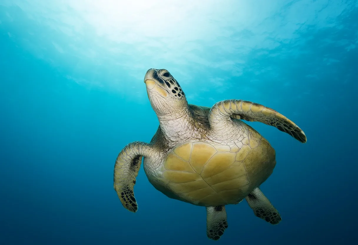 Sea Turtle Swimming Upward