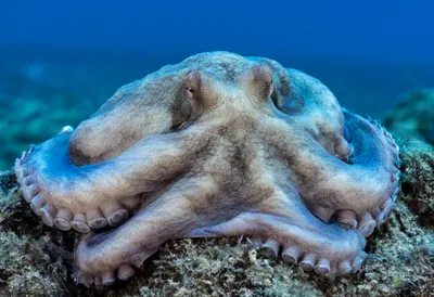 Octopus on a Rocky Seabed