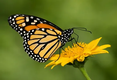 Monarch Butterfly on a Flower