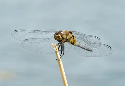 Dragonfly on a Reed