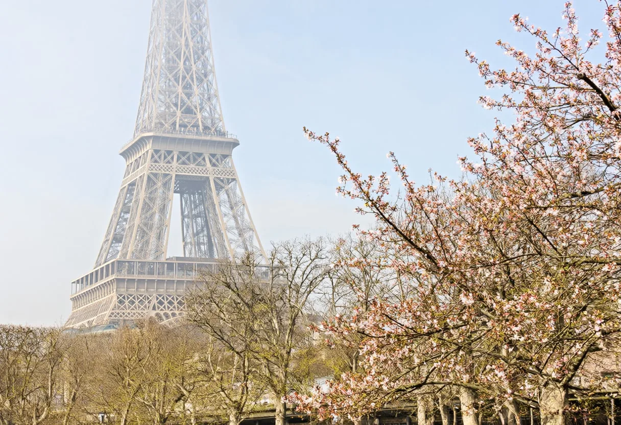 Eiffel Tower Framed by Trees