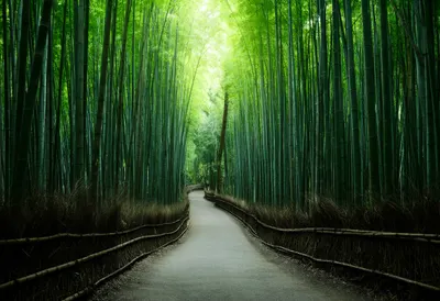 Kyoto Bamboo Path in Soft Light
