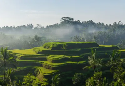 Bali Rice Terrace in the Morning