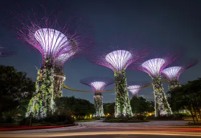 Singapore Supertrees at Night