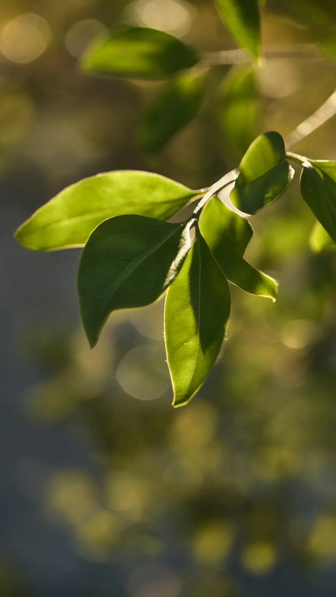 Blurred Green Leaves in Sunlight