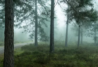 Pine Forest in Soft Fog