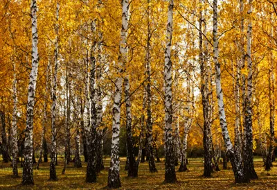 Autumn Birch Grove