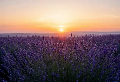 Lavender Rows at Sunset