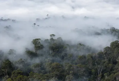Cloud Forest Canopy Above Mist