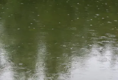Rain on a Quiet Pond