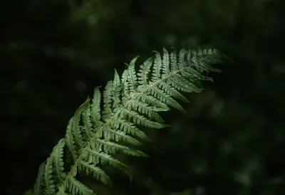 Fern Close-up in Forest Shade