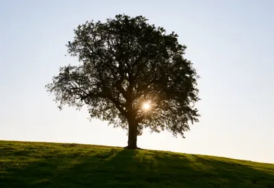 Sunlight Through a Single Tree