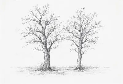 Charcoal Study of Bare Trees