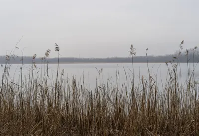 Fog over a Silent Marsh