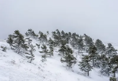 Snowy Pine Ridge under Soft Sky