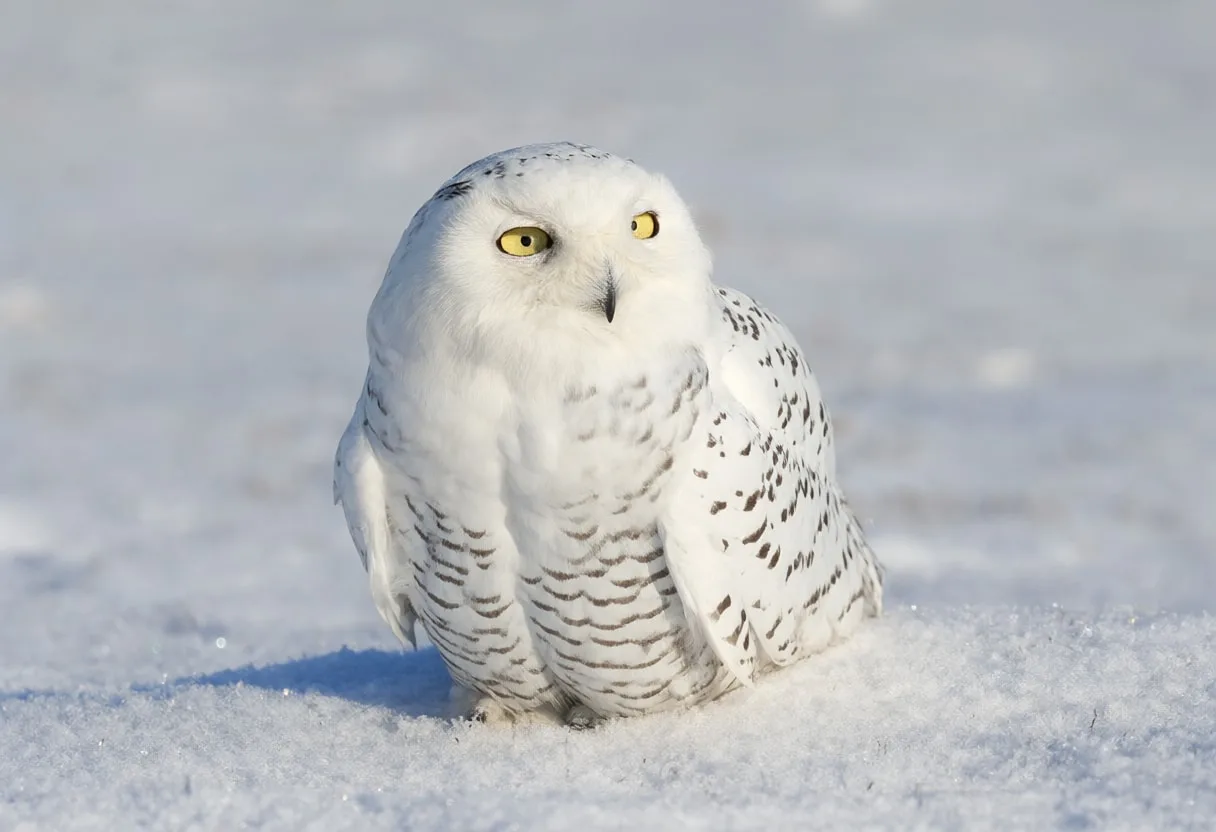 Snowy Owl in soft morning light