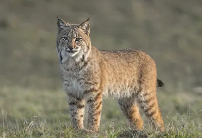 Bobcat in soft morning light